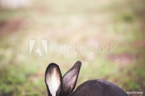 Picture of Black Easter rabbit in the garden